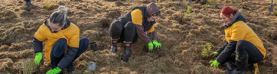 dulux team tree planting